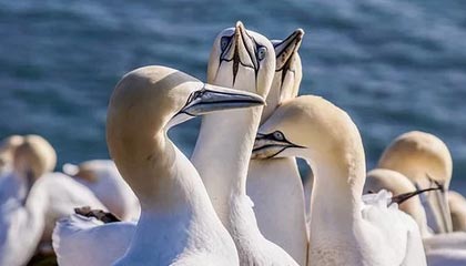 开云平台-巴西男篮爆冷击败中国队，哈里斯高光表现引爆全场