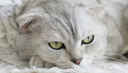 开云平台-英国乒乓球队横扫比利时，许昕上演帽子戏法，精彩赛事背后的那些故事